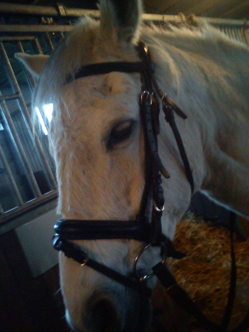 Anden særlig race Mille <3. (Ard Chuan Millenium) billede 7