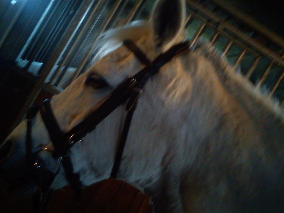 Anden særlig race Mille <3. (Ard Chuan Millenium) billede 8