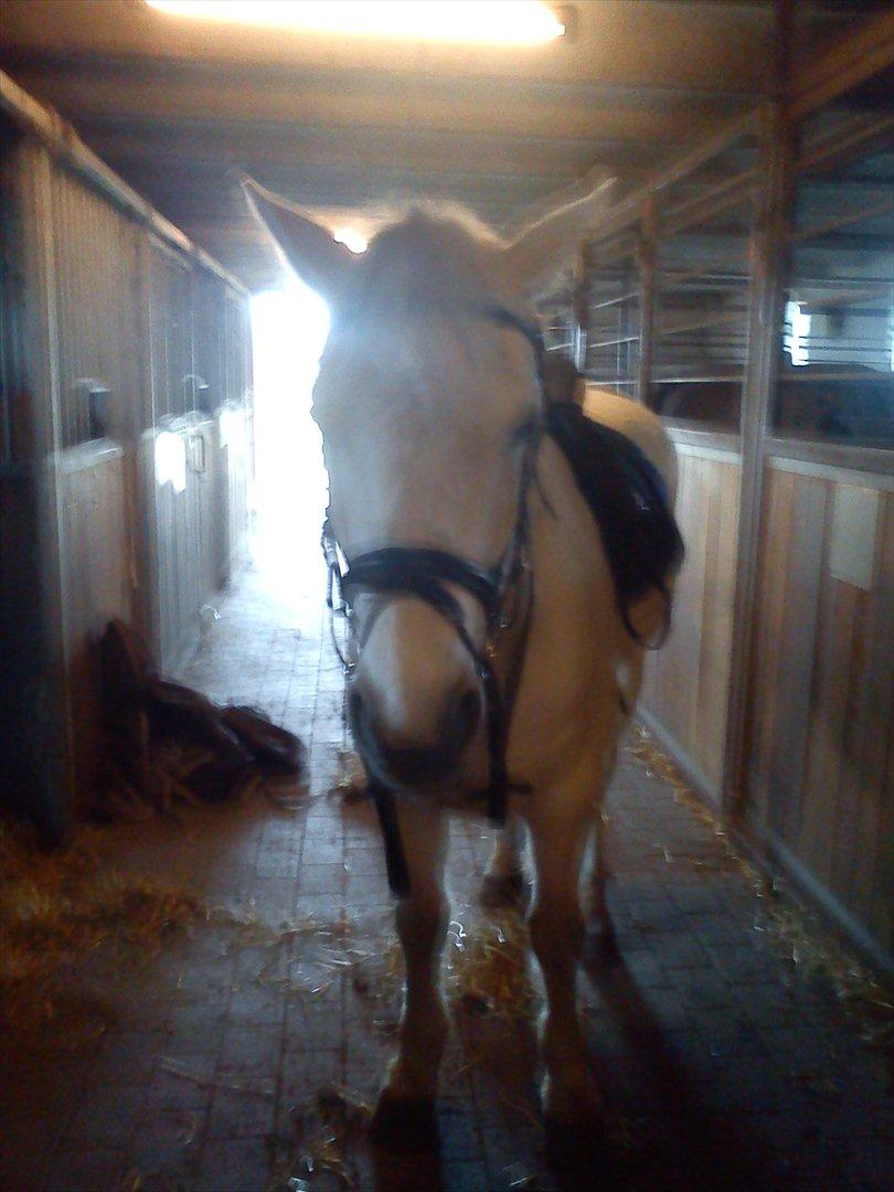 Anden særlig race Mille <3. (Ard Chuan Millenium) billede 9