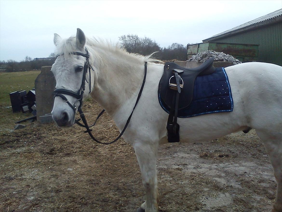 Anden særlig race Mille <3. (Ard Chuan Millenium) billede 10