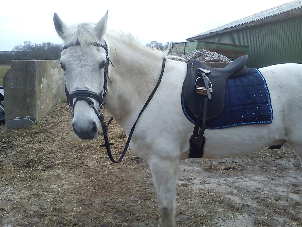 Anden særlig race Mille <3. (Ard Chuan Millenium) billede 11