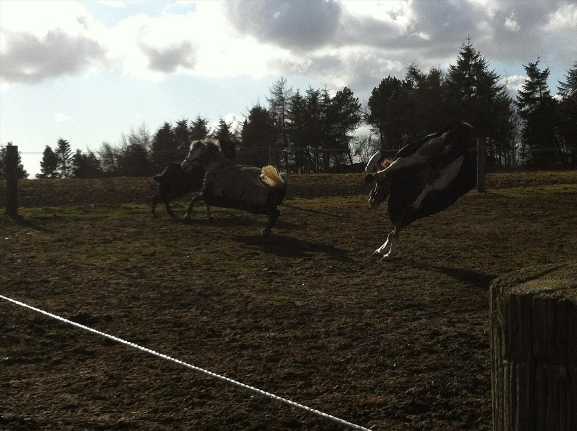 Anden særlig race Chanel - kommunemester 2013 spring - nelle bukker HØJT !!!  :D <3 billede 3