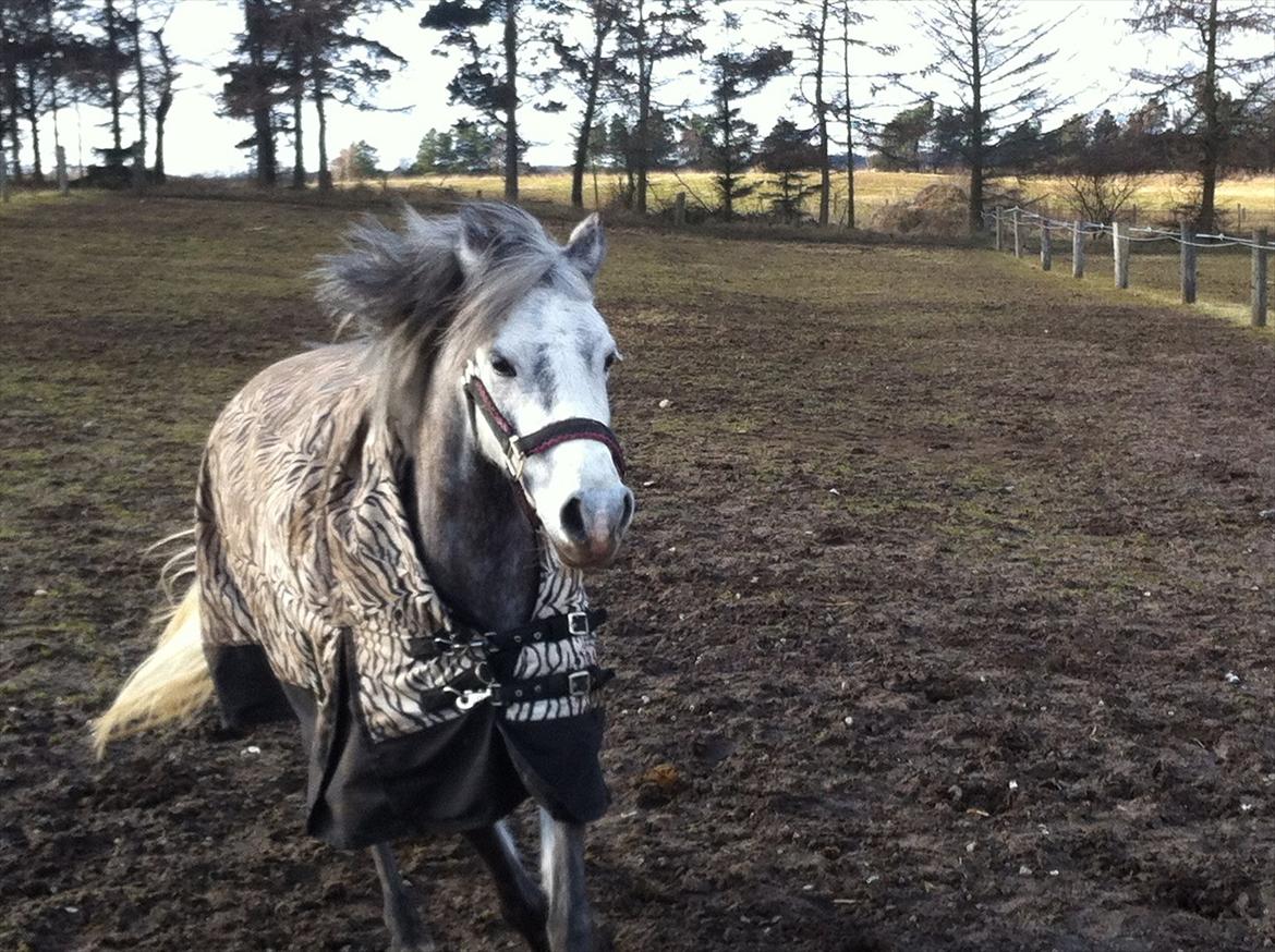 Welsh Pony (sec B) Spinelly (Solgt) - nu kommer jeg og siger hej :D <3 ! billede 7