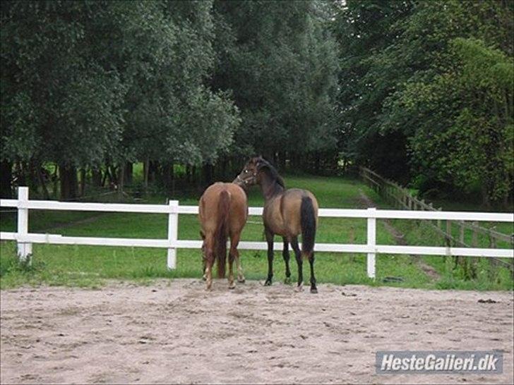 New Forest Athene Hippios - Når enden er god, er altid godt! Her Athene med sit seneste føl <3  billede 18
