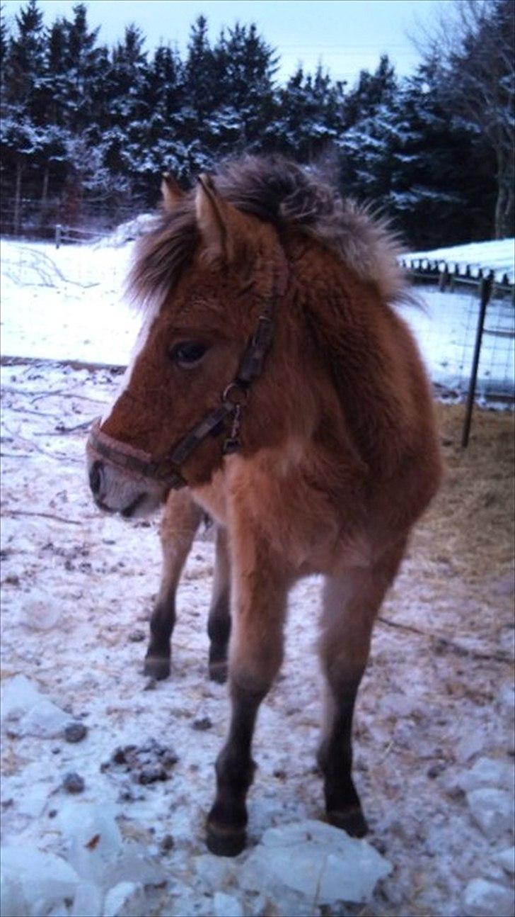 Anden særlig race Søgaard's Rinse - Billede fra ny ejer billede 19