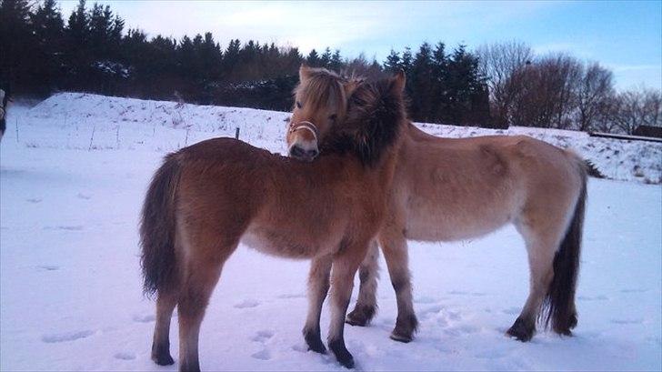 Anden særlig race Søgaard's Rinse - Billede fra ny ejer billede 20
