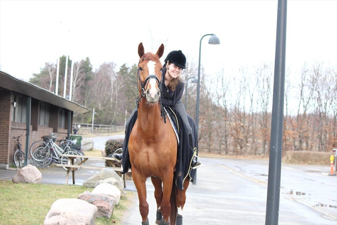 Dansk Varmblod Red Passion - Guldhesten <3 Foto: Alice billede 18