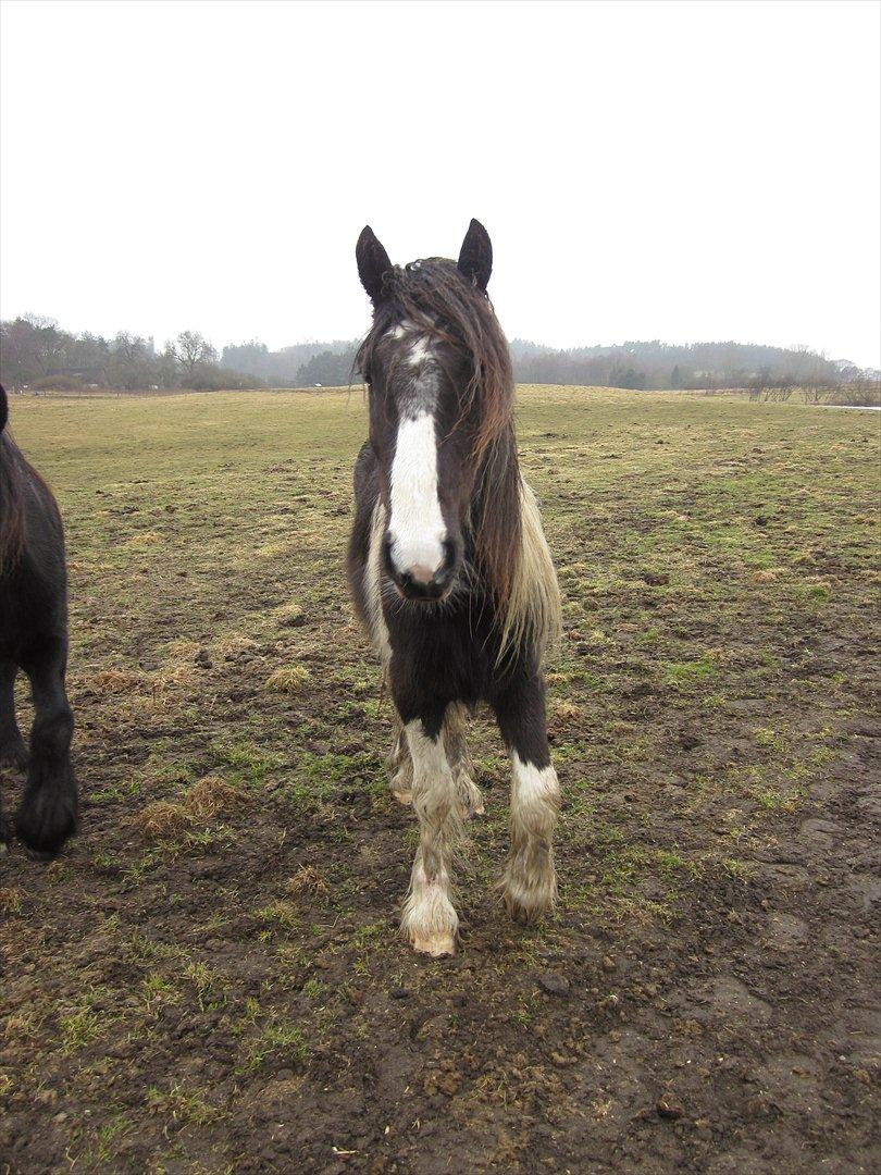 Irish Cob • Fighter • SOLGT!!  billede 14