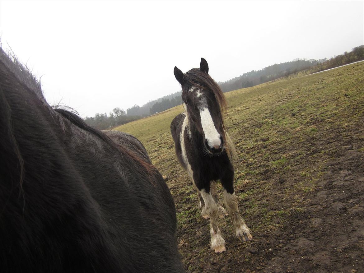 Irish Cob • Fighter • SOLGT!!  billede 15