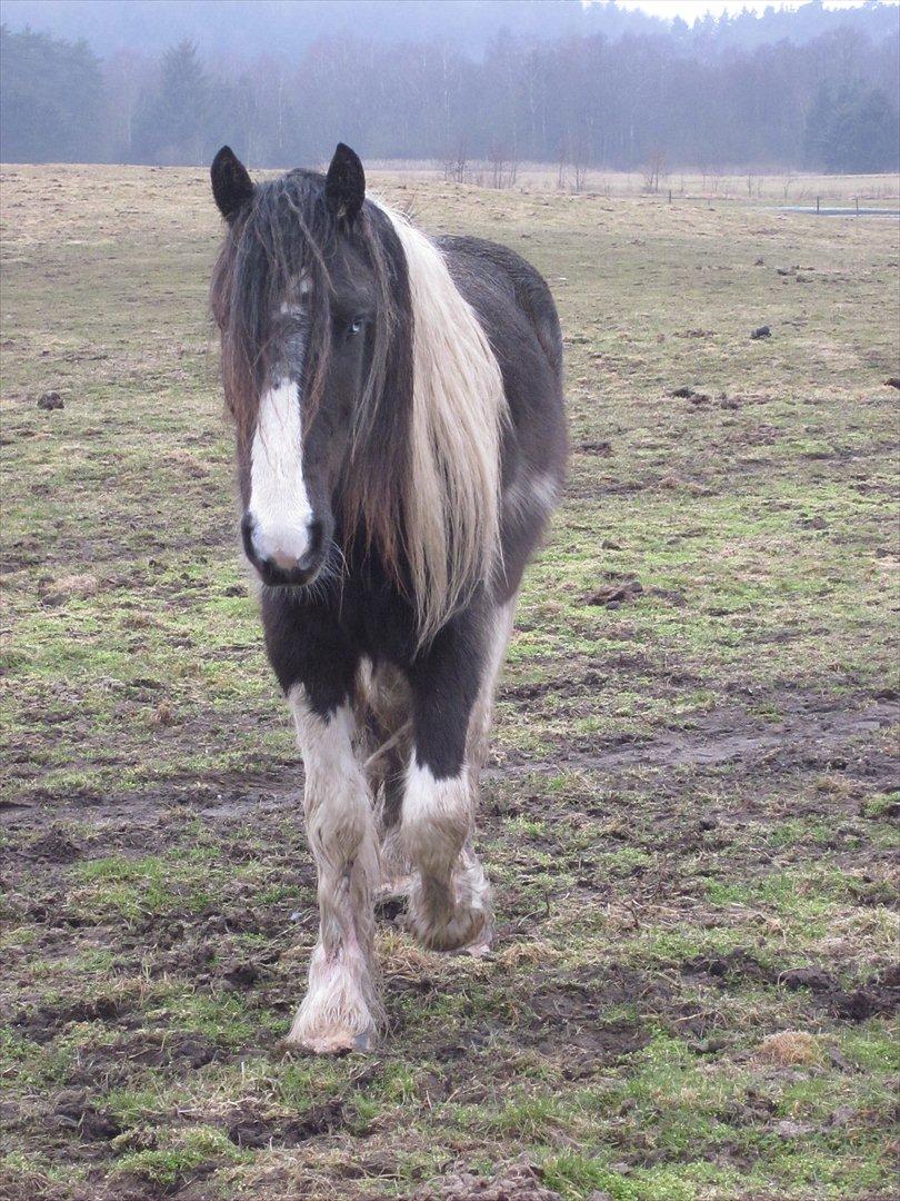 Irish Cob • Fighter • SOLGT!!  billede 16