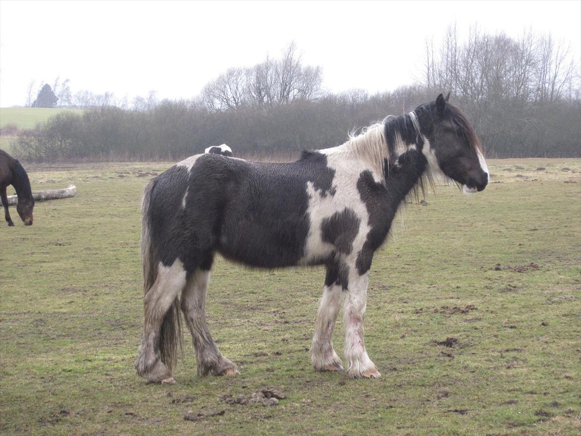 Irish Cob • Fighter • SOLGT!!  billede 18