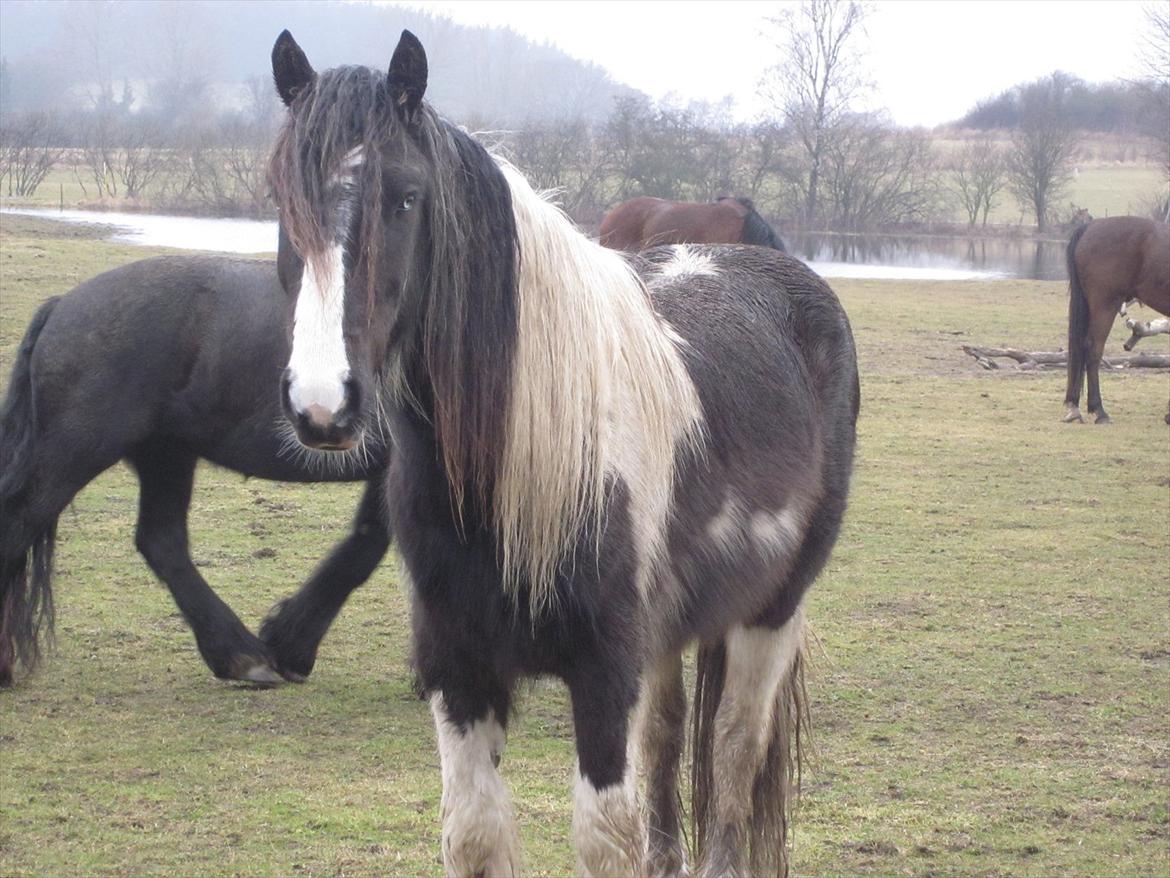 Irish Cob • Fighter • SOLGT!!  billede 19