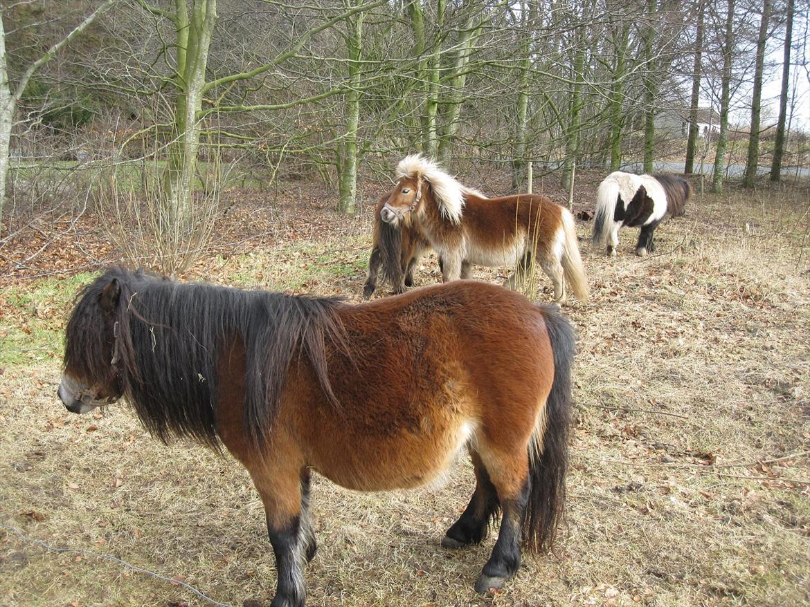 Shetlænder vinny v. stal tasselaar billede 5