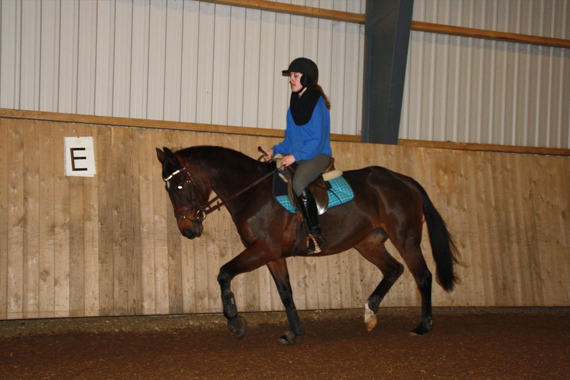 Anden særlig race Bonnie - skrødstrup efterskole 11/12!
 billede 18