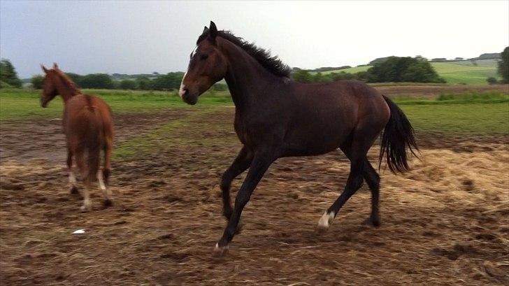 Dansk Varmblod Aggers Ruby Tuesday billede 1