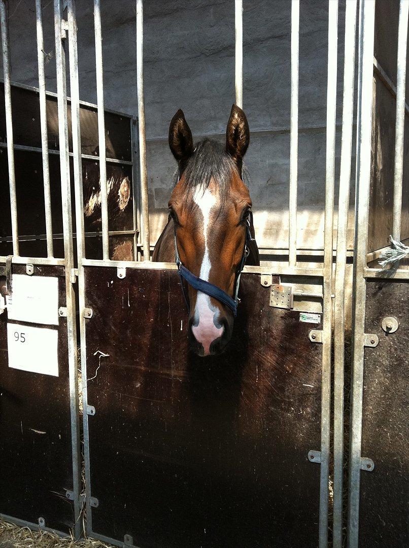 Dansk Varmblod Aggers Ruby Tuesday billede 2