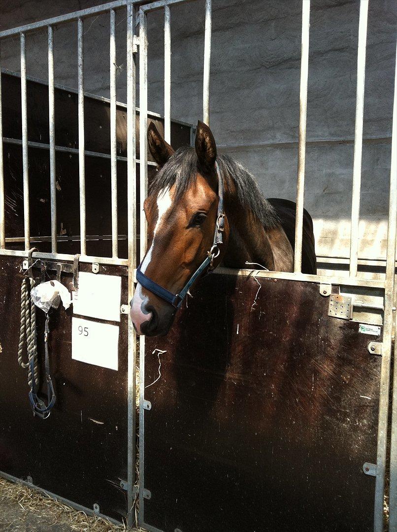 Dansk Varmblod Aggers Ruby Tuesday billede 3