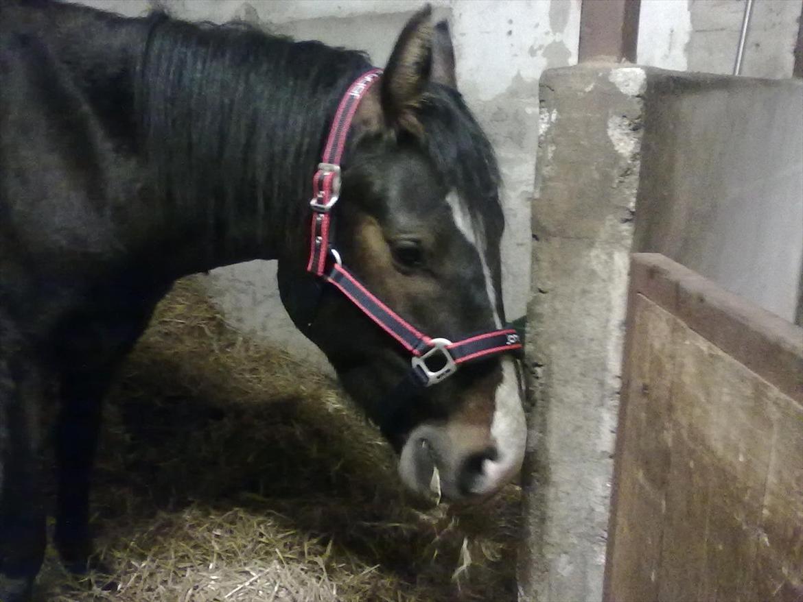 Dansk Varmblod Aggers Ruby Tuesday billede 4