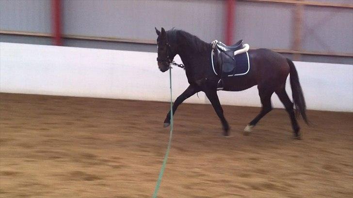 Dansk Varmblod Aggers Ruby Tuesday billede 5