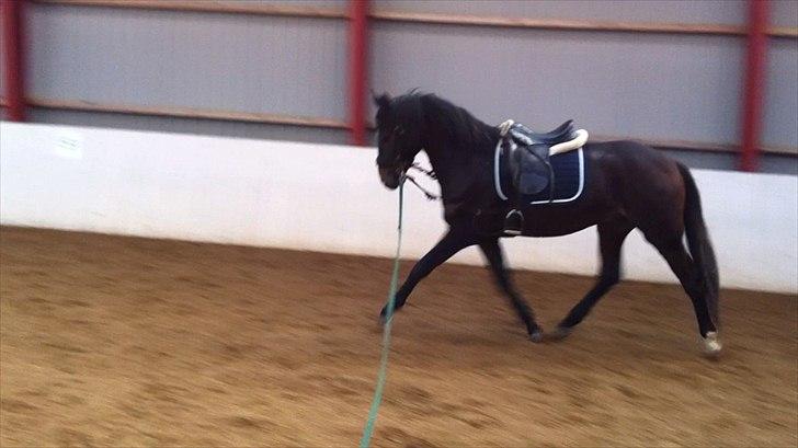 Dansk Varmblod Aggers Ruby Tuesday billede 6