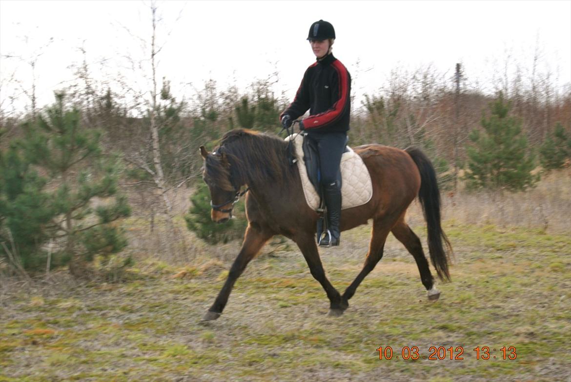 New Forest Nikka - 2012 billede 10