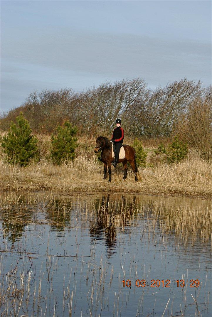 New Forest Nikka - En dejlig marts dag 2012 billede 11