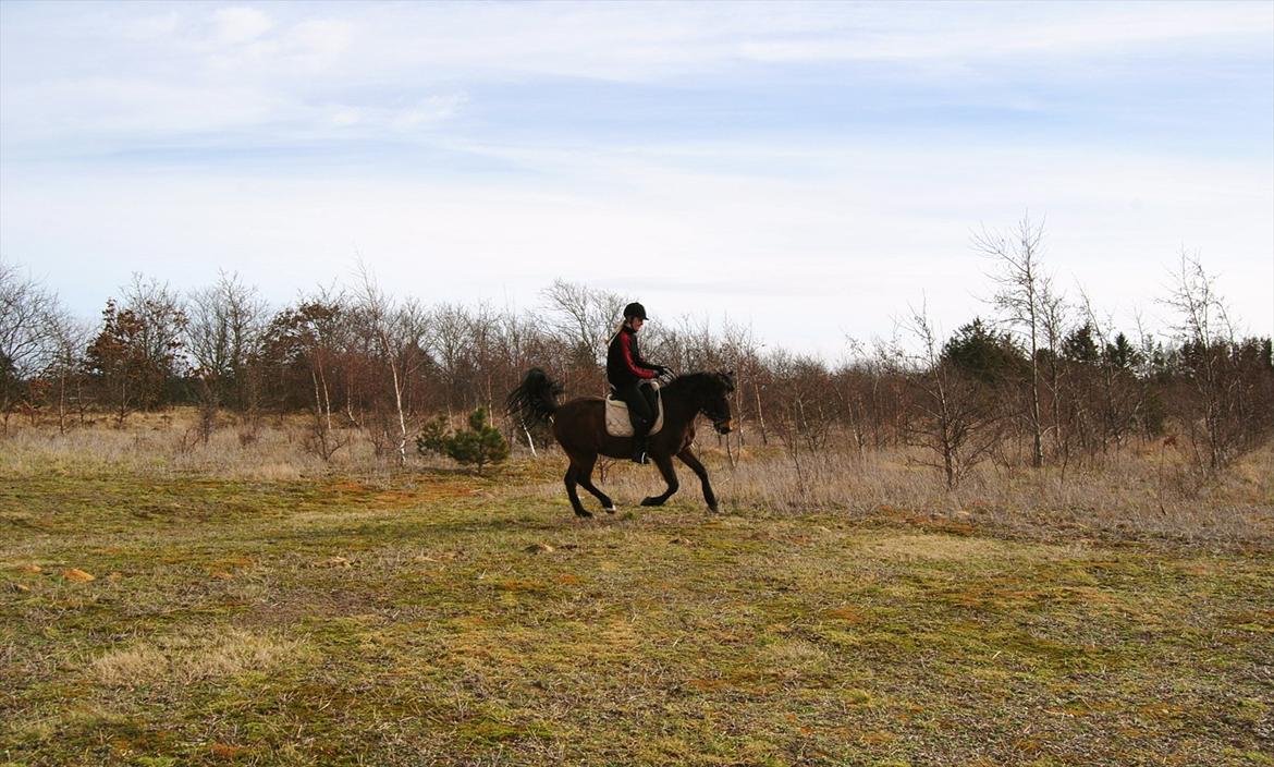 New Forest Nikka billede 12