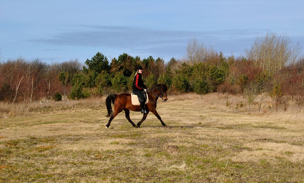 New Forest Nikka billede 13