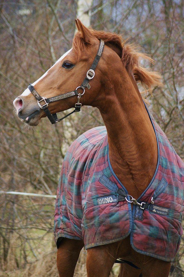 Dansk Varmblod Samwise gamgee - Min smukke hest! Foto: Mig billede 12