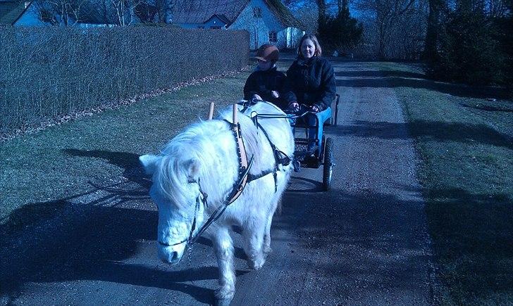Anden særlig race Merrylegs billede 16