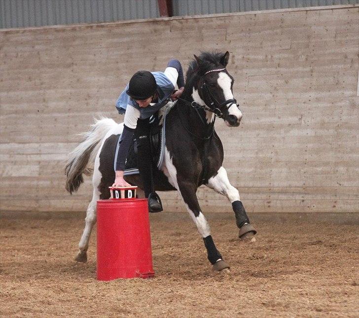 Lewitzer Gaspaspon II - Ponto og jeg til vores første stævne siden oktober 2010 :) Vinder af B1 Finalen. billede 2