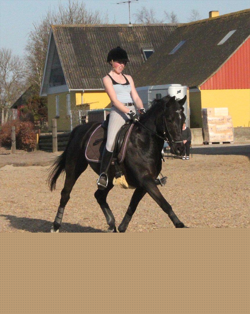 Anden særlig race Miss Money Penny (Sorte) billede 18