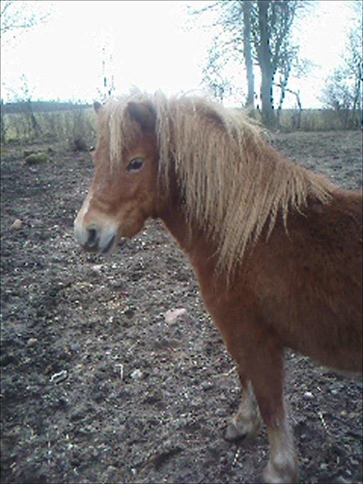 Shetlænder Karla |My Love|<3 - Model!:*<3 billede 20