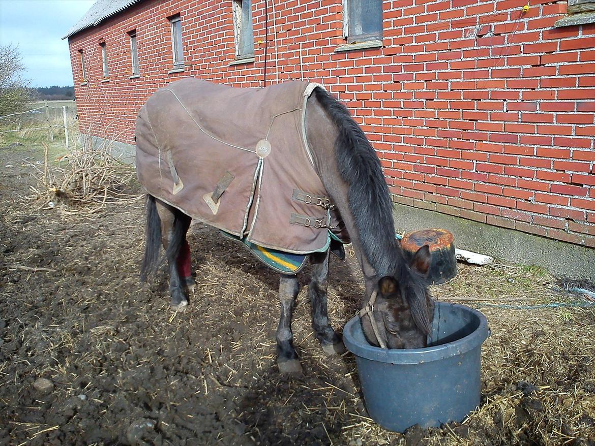 DSP Bohemo Kollie - Kollie drikker efter en dejlig ridetur! xDD billede 2