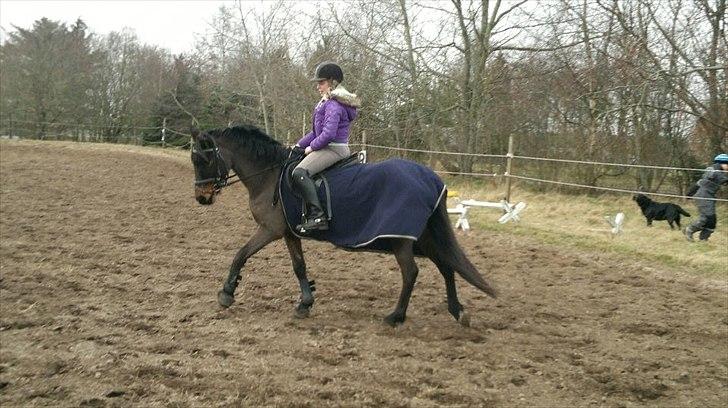 DSP Bohemo Kollie - Kollie er såå fin!<3 billede 1