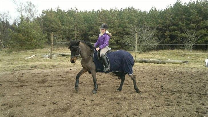 DSP Bohemo Kollie - Kollie! :-* billede 3