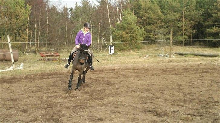 DSP Bohemo Kollie billede 4