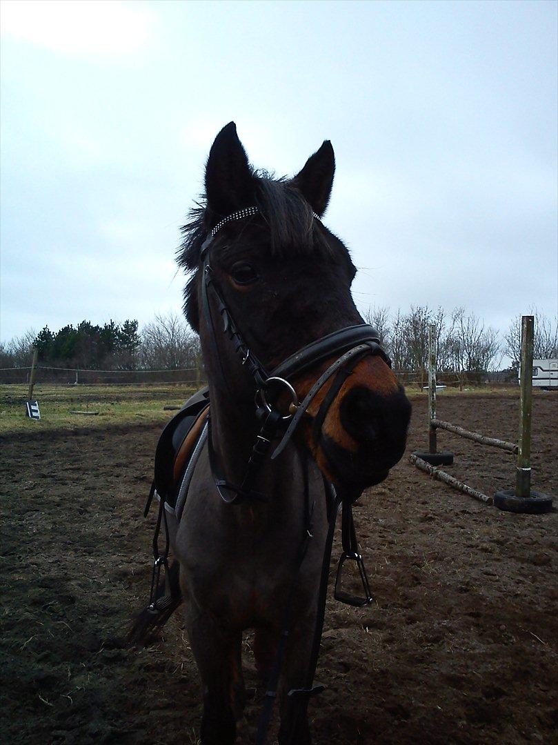 DSP Bohemo Kollie - Kollie's smukke hoved! :D billede 5