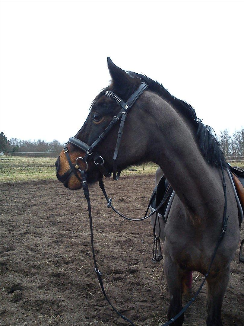 DSP Bohemo Kollie billede 6