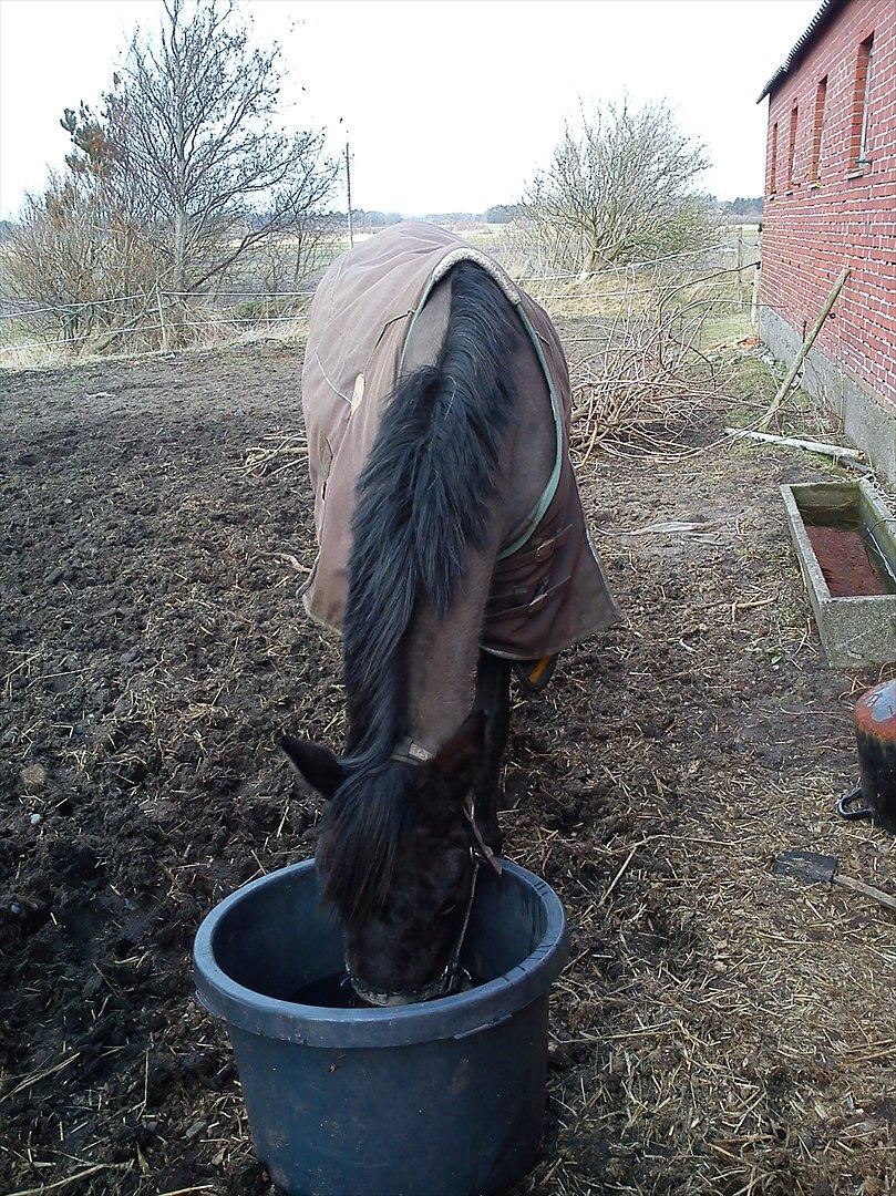 DSP Bohemo Kollie - Kollie drikker <3 billede 7