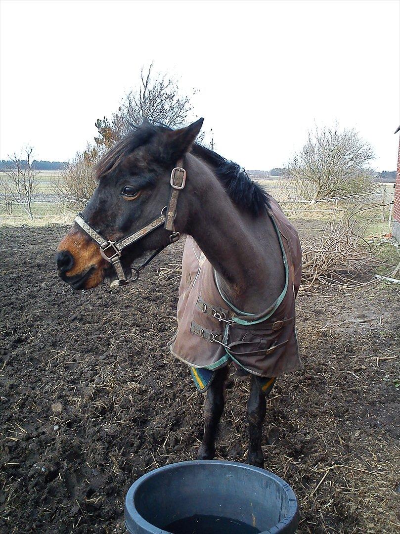 DSP Bohemo Kollie billede 8