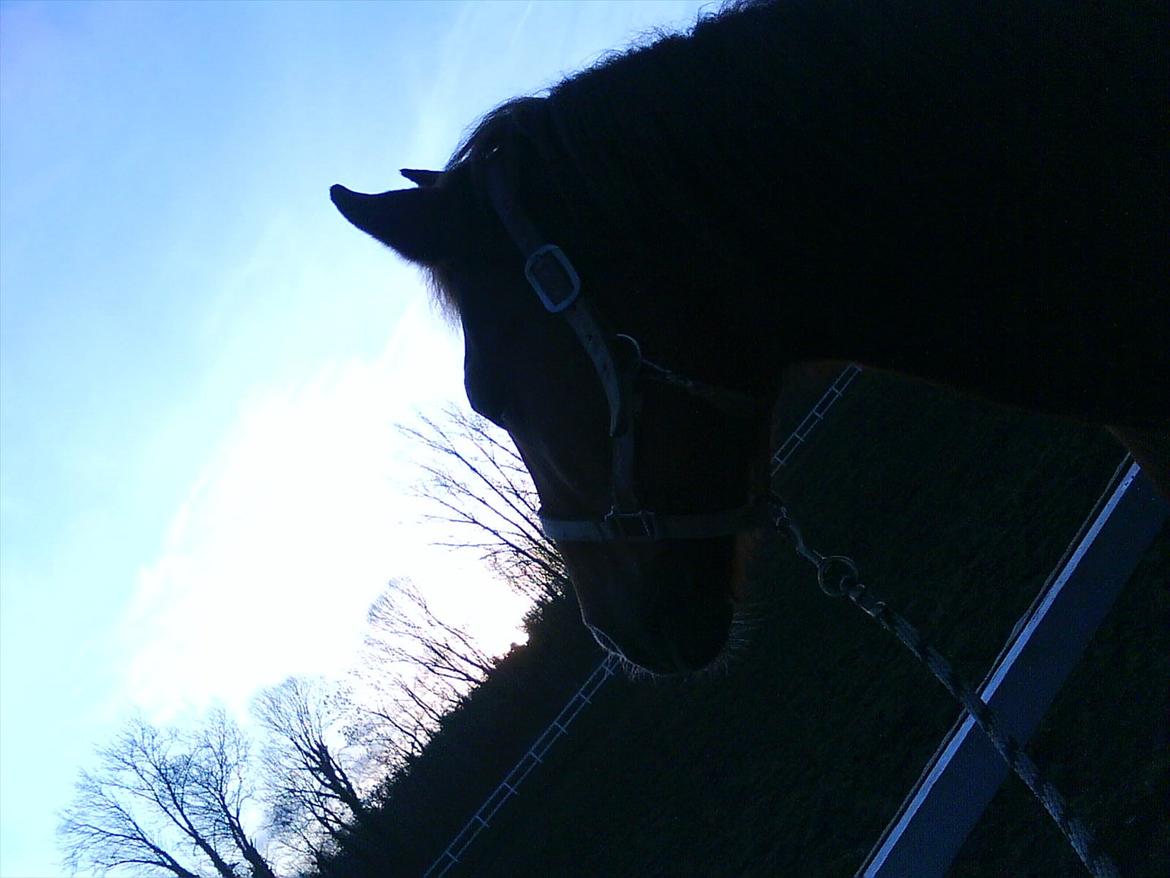 Anden særlig race Alvin - Det der gør livet værd at leve <3 - Whereever you are in the world, my love to you will never change..  You will forever own my heart .. billede 19