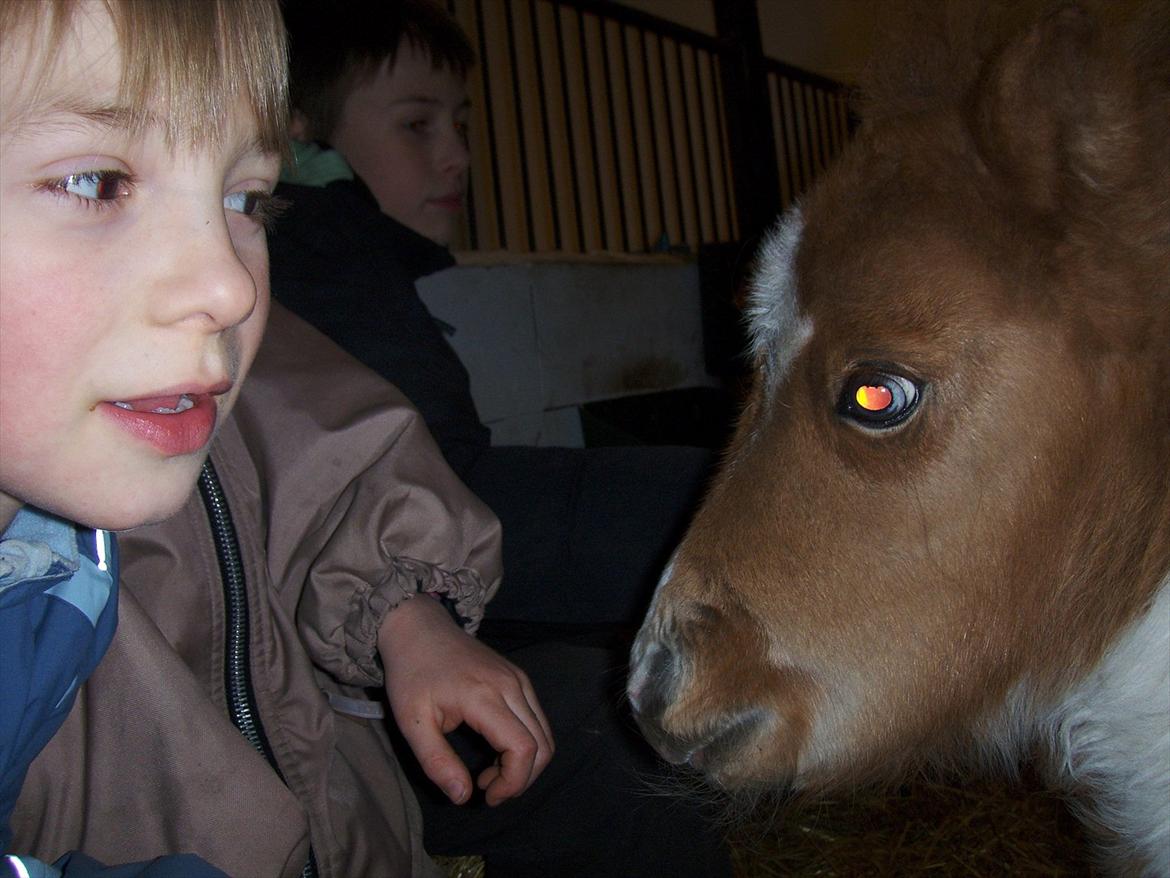 Shetlænder Haabet´s My Spot - Mathias synes jeg er rigtig dejlig. billede 8