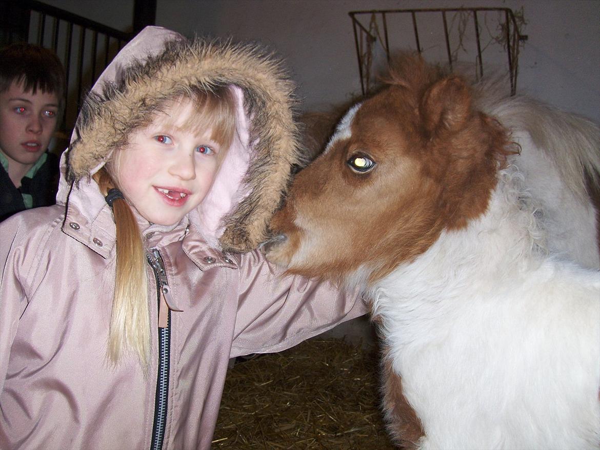Shetlænder Haabet´s My Spot - Her får jeg en krammer af Mathilde. billede 9