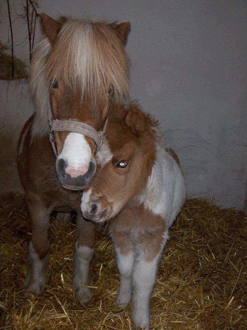Shetlænder Haabet´s My Spot - Mor og mig :-) billede 10