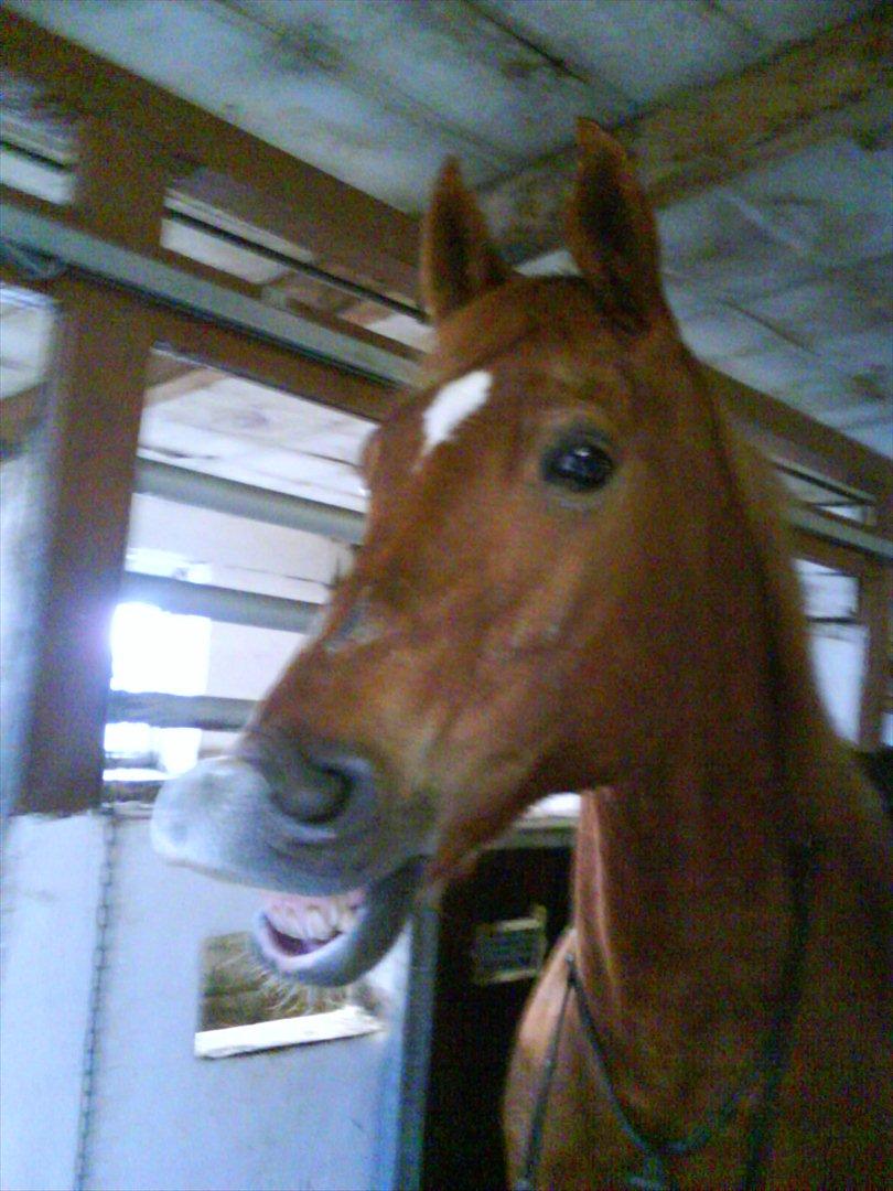 Anden særlig race Alvin - Det der gør livet værd at leve <3 - Uhhhh det er svært at være så god.. Nananananananan ;) billede 20