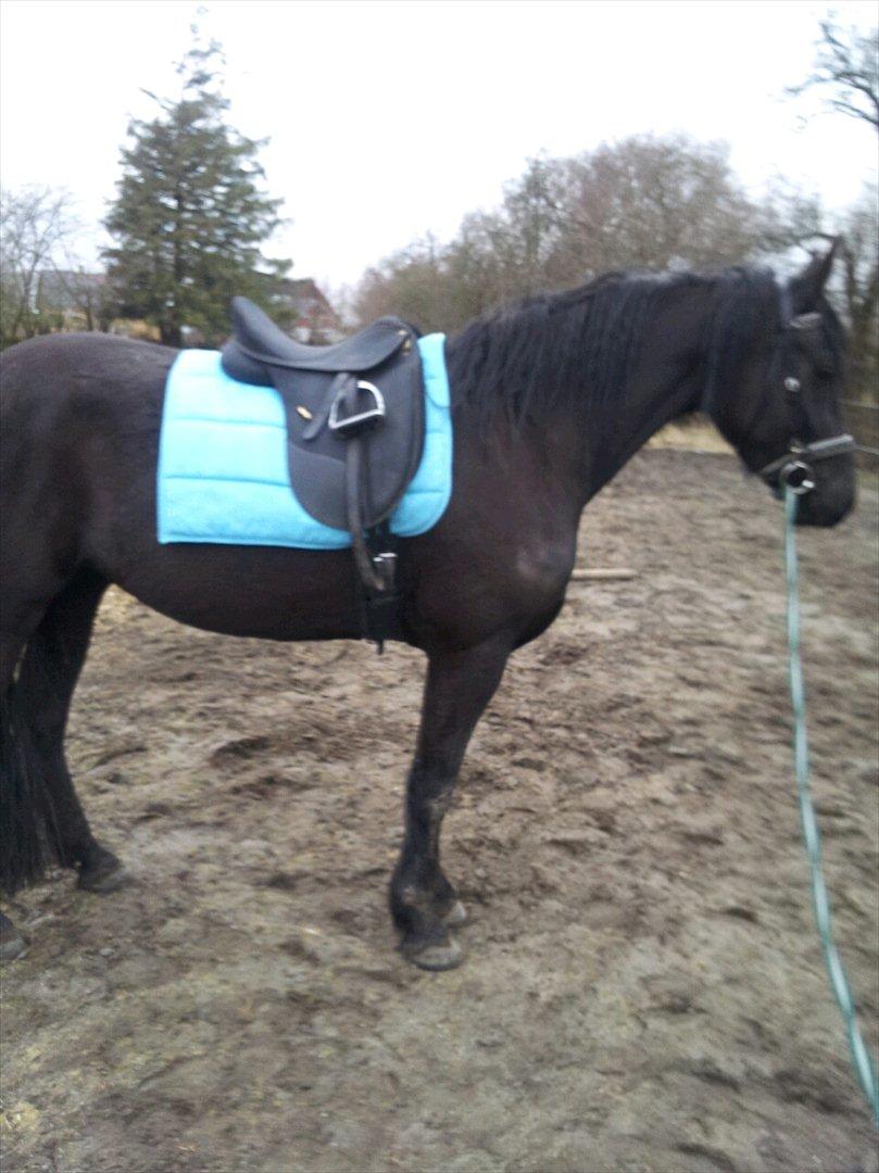 Frieser Annabell v.d. all blacks*Himmelhest* billede 17