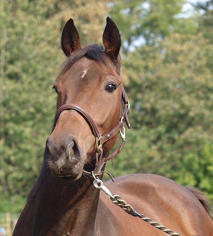 Dansk Varmblod Wilhelm - R.I.P. billede 1