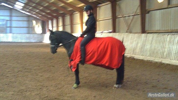 Anden særlig race Dina-SOLGT- - Nu i det fine røde outfit :*<3 billede 10