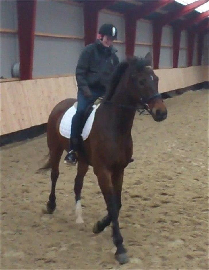 Dansk Varmblod Wilhelm - R.I.P. - Første prøvetur billede 4